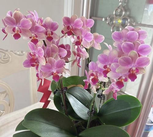 厚颜无耻的花象征着什么？花语中有哪些不为人知的含义？