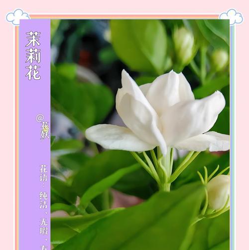 什么花代表求婚？花语中表达“嫁给我”的花有哪些？