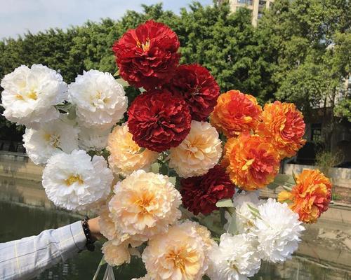 芙蓉花在婚礼中象征着什么？
