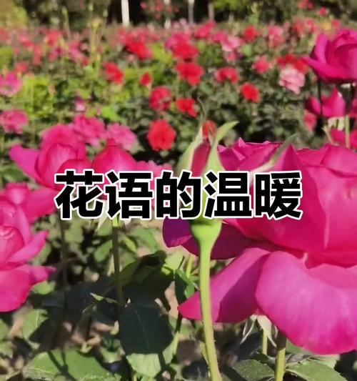 最冷漠花语的花是哪种？探索冷漠花语的花卉有哪些？