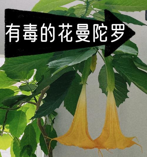 最冷漠花语的花是哪种？探索冷漠花语的花卉有哪些？