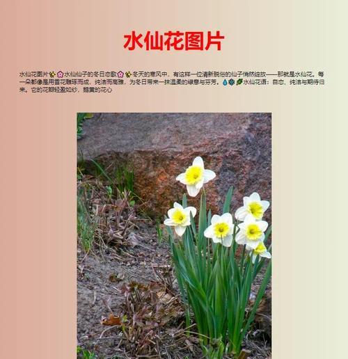 水仙花的花语是什么?它有何寓意?