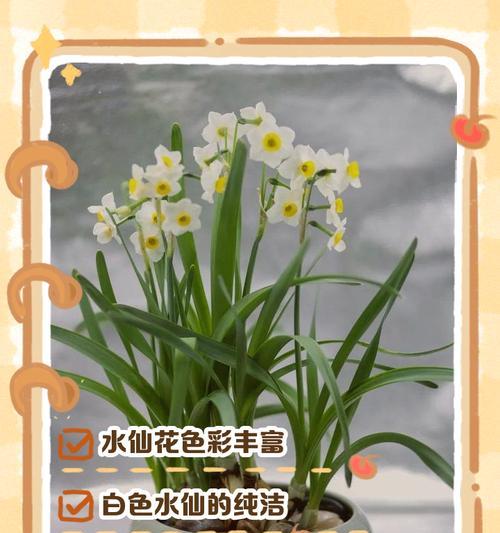 水仙花的花语是什么？它有何寓意？
