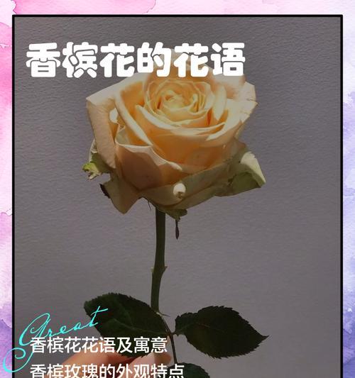 香槟玫瑰33朵的花语是什么？如何表达爱意？