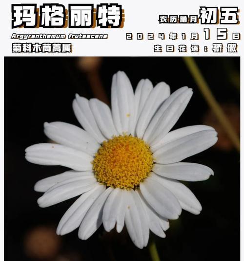 玛格丽特花语含义及其代表意义是什么？