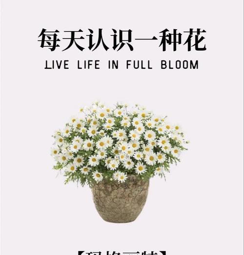 玛格丽特花语含义及其代表意义是什么？