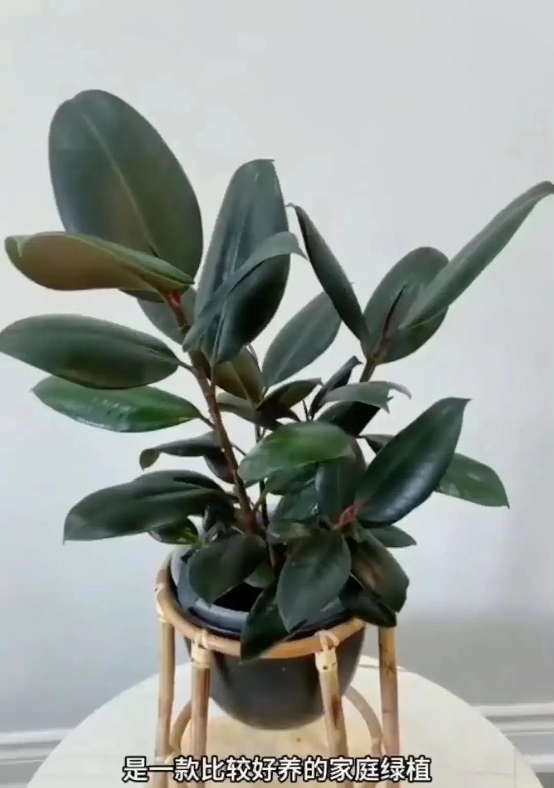 橡皮树的花语含义是什么？它代表了什么？