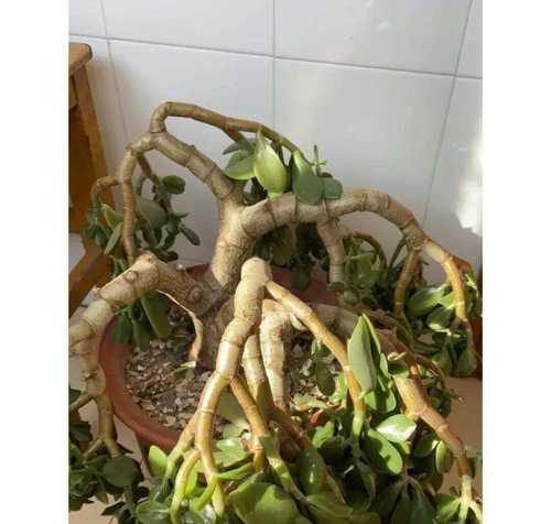 玉树的花语和象征意义是什么？