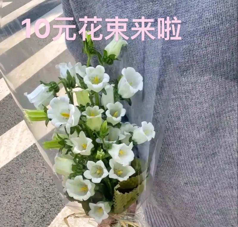 花栈花语通常表达什么？花栈的花语含义是什么？