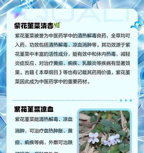 堇花的花语及其象征意义是什么？