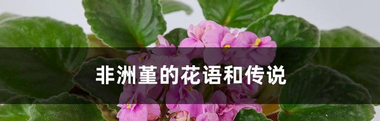 堇花的花语及其象征意义是什么？