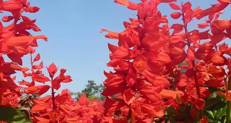 红色花语在花卉文化中的意义是什么？