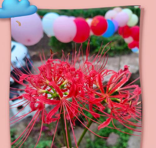 红色花语在花卉文化中的意义是什么？