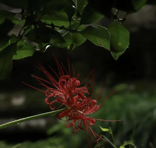 曼陀罗花花语含义是什么？有何特别之处？