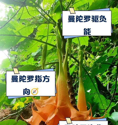 曼陀罗花花语含义是什么？有何特别之处？