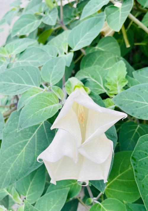 曼陀罗花花语含义是什么？有何特别之处？