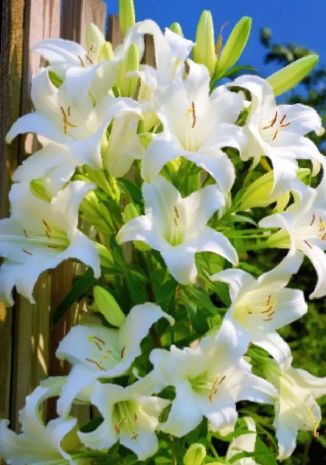 白色花朵代表了什么？