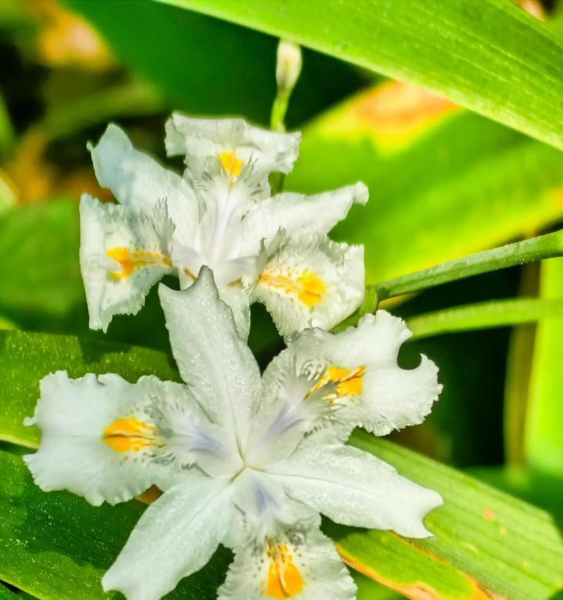 白色花朵代表了什么？