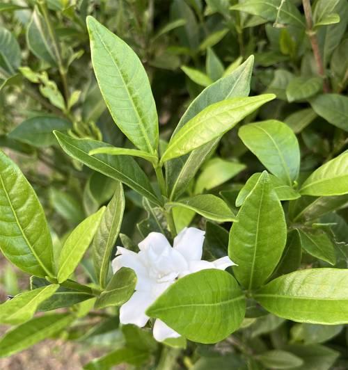 栀子花语是什么？永恒的爱与喜悦！