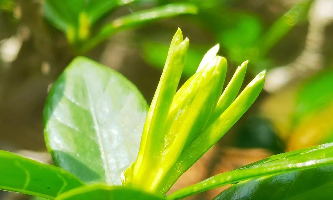 栀子花语是什么？永恒的爱与喜悦！