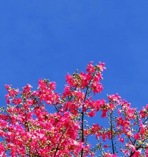 异木棉花语和寓意是什么？它象征着什么？