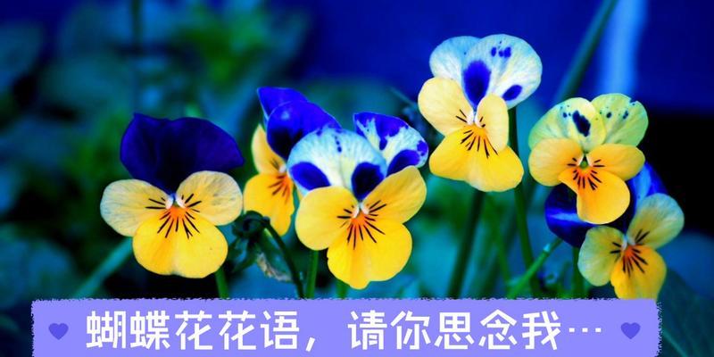 和平的花语：哪些蝴蝶花象征和平及其含义？