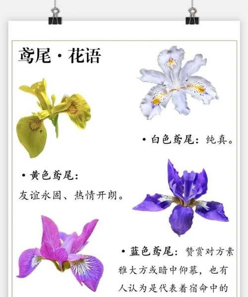 和平的花语：哪些蝴蝶花象征和平及其含义？