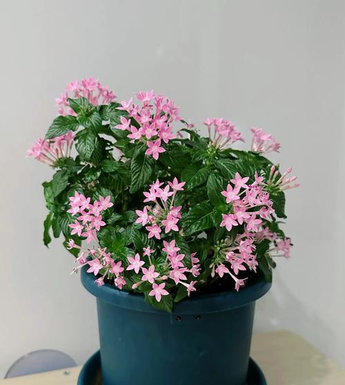 黛玉宝钗象征的花有哪些？《红楼梦》中花卉与人物象征关系是什么？