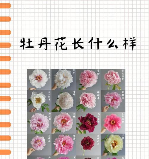 牡丹花雕饰的寓意是什么？牡丹花象征着什么？
