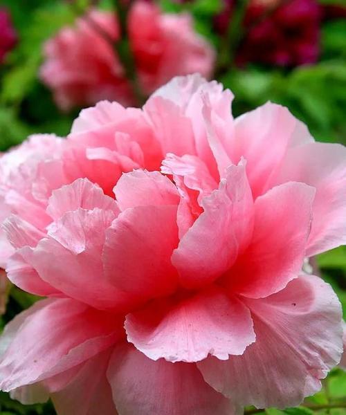 牡丹花雕饰的寓意是什么？牡丹花象征着什么？