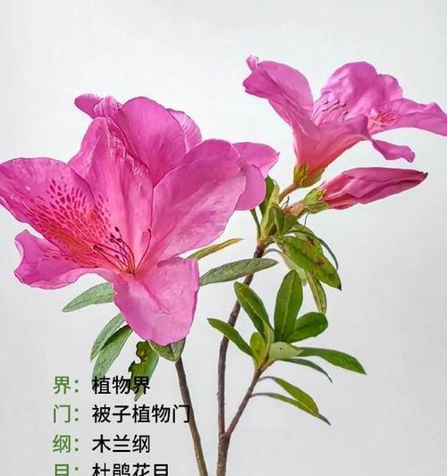 杜鹃花语有哪些寓意？代表了什么？