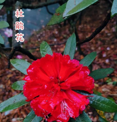 杜鹃花语有哪些寓意？代表了什么？