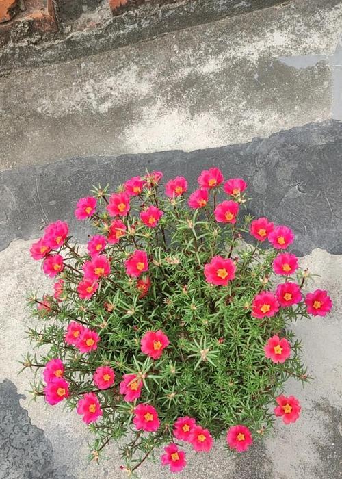 太阳花有哪些美好的寓意？太阳花的花语是什么？