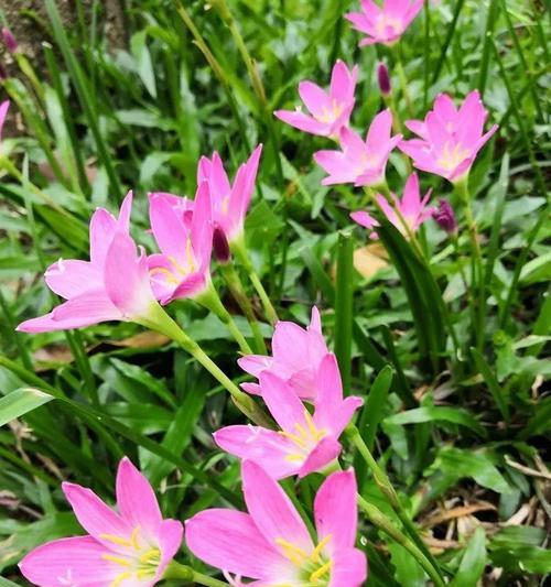 韭菜的花语是什么？韭菜代表了哪些寓意？