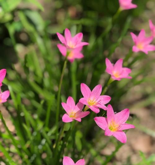 韭菜的花语是什么？韭菜代表了哪些寓意？