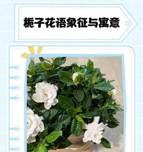 栀子花的含义是什么？花语中代表了什么？