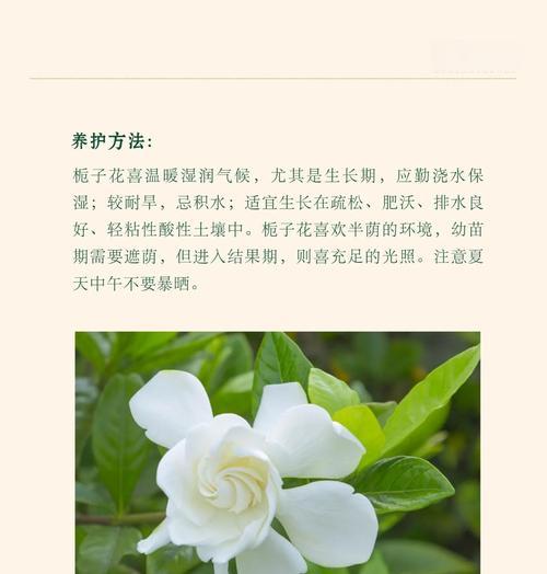 栀子花的含义是什么？花语中代表了什么？