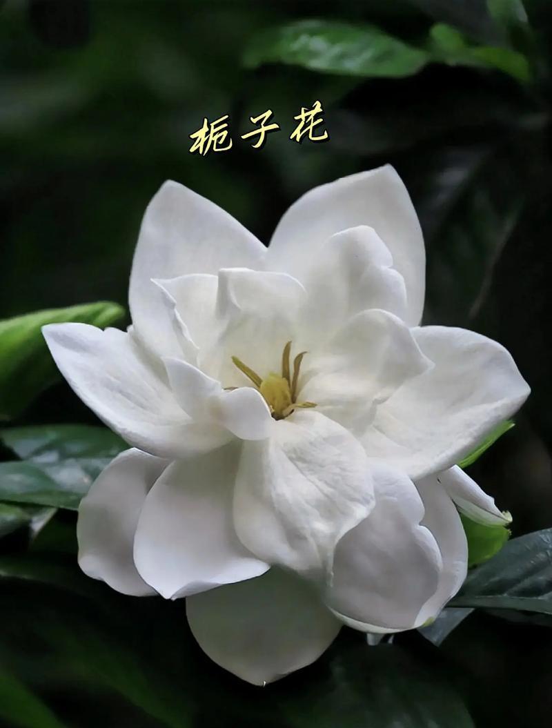 栀子花的含义是什么？花语中代表了什么？
