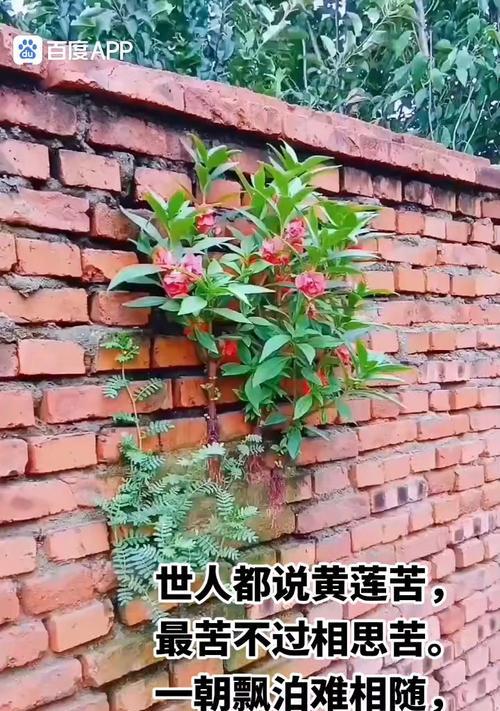 哪种花代表结束？它如何表达终结之意？