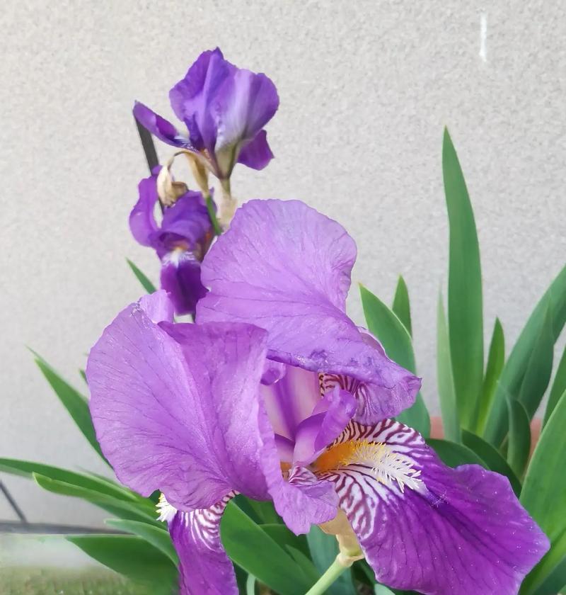 哪种花代表结束？它如何表达终结之意？