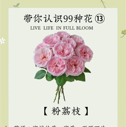 每日花语对心情的影响是什么？花语如何影响我们的情绪？
