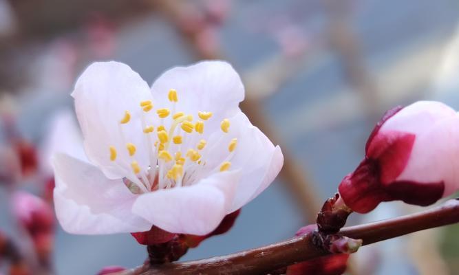 花语嫣的含义是什么？它代表了什么？
