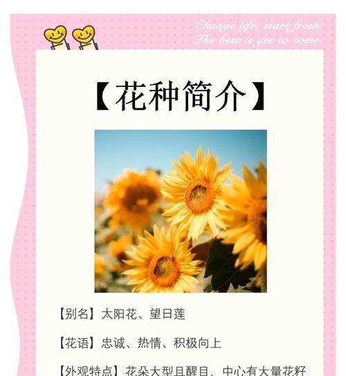 太阳花的寓意和花语是什么？3支太阳花代表什么意义？