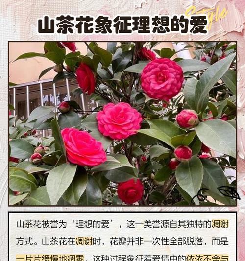 哪些花的花语象征父亲？它们的寓意是什么？