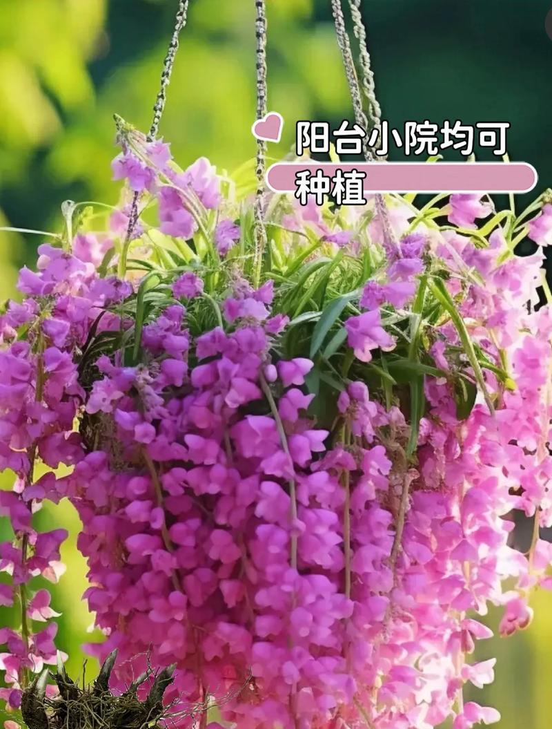 铃兰的花语有哪些？它们象征着什么含义？