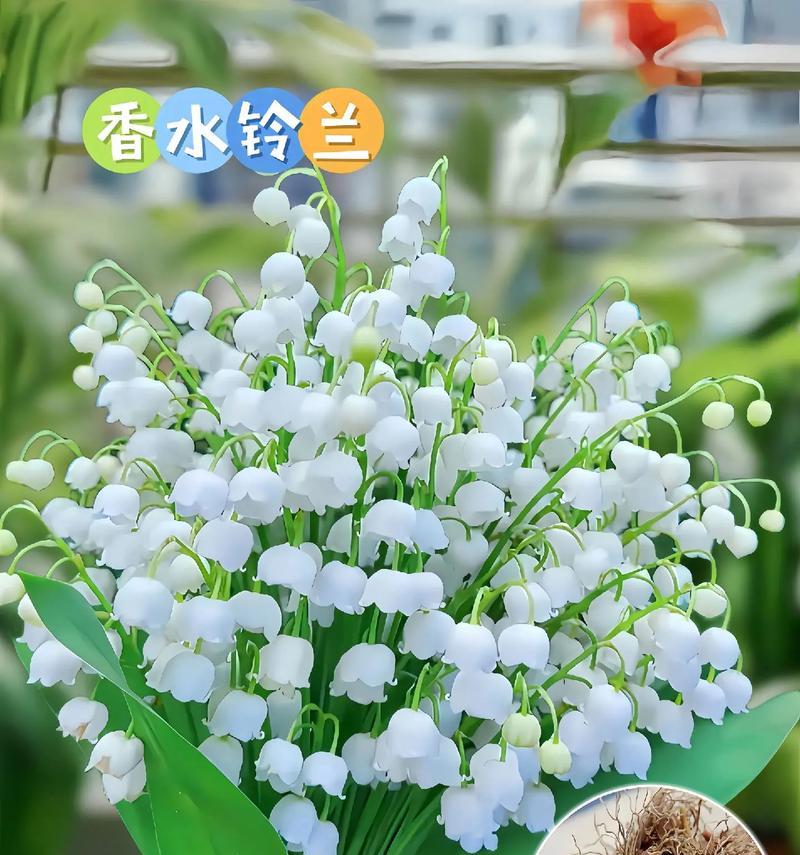 铃兰的花语有哪些？它们象征着什么含义？