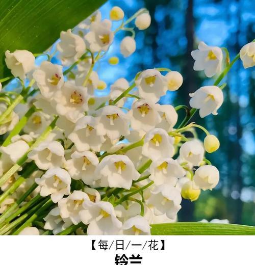 铃兰的花语有哪些？它们象征着什么含义？