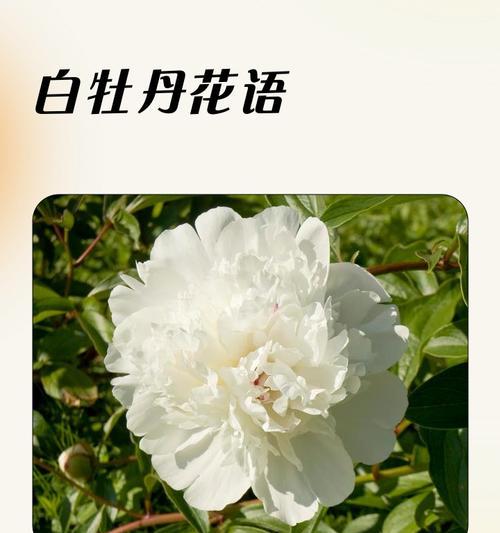 古代稀花语含义是什么？