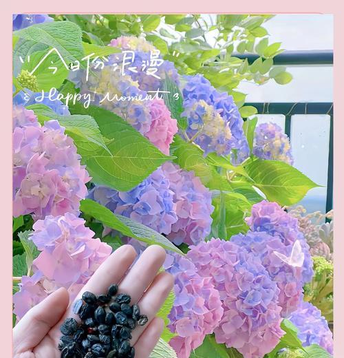 哪些花象征失而复得？它们的花语是什么？