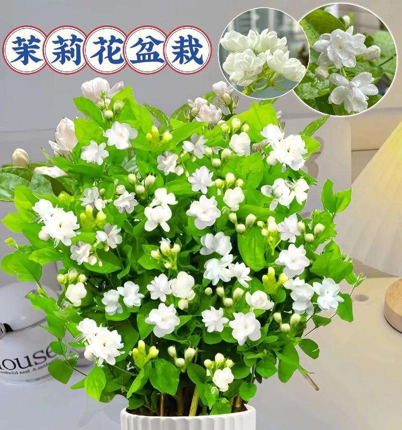 哪些花象征失而复得？它们的花语是什么？